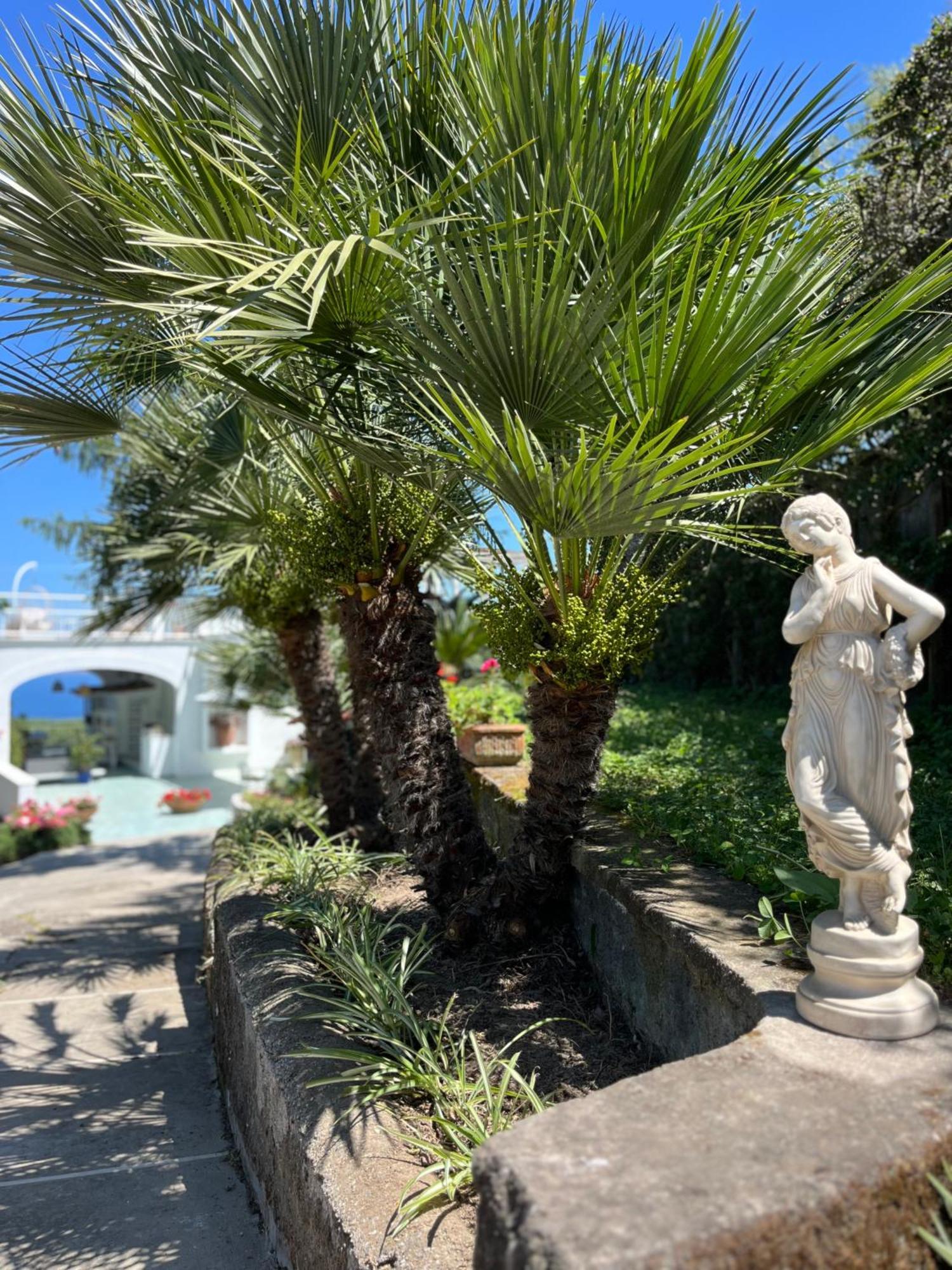 מלון Sorrento Olive Tree Garden מראה חיצוני תמונה