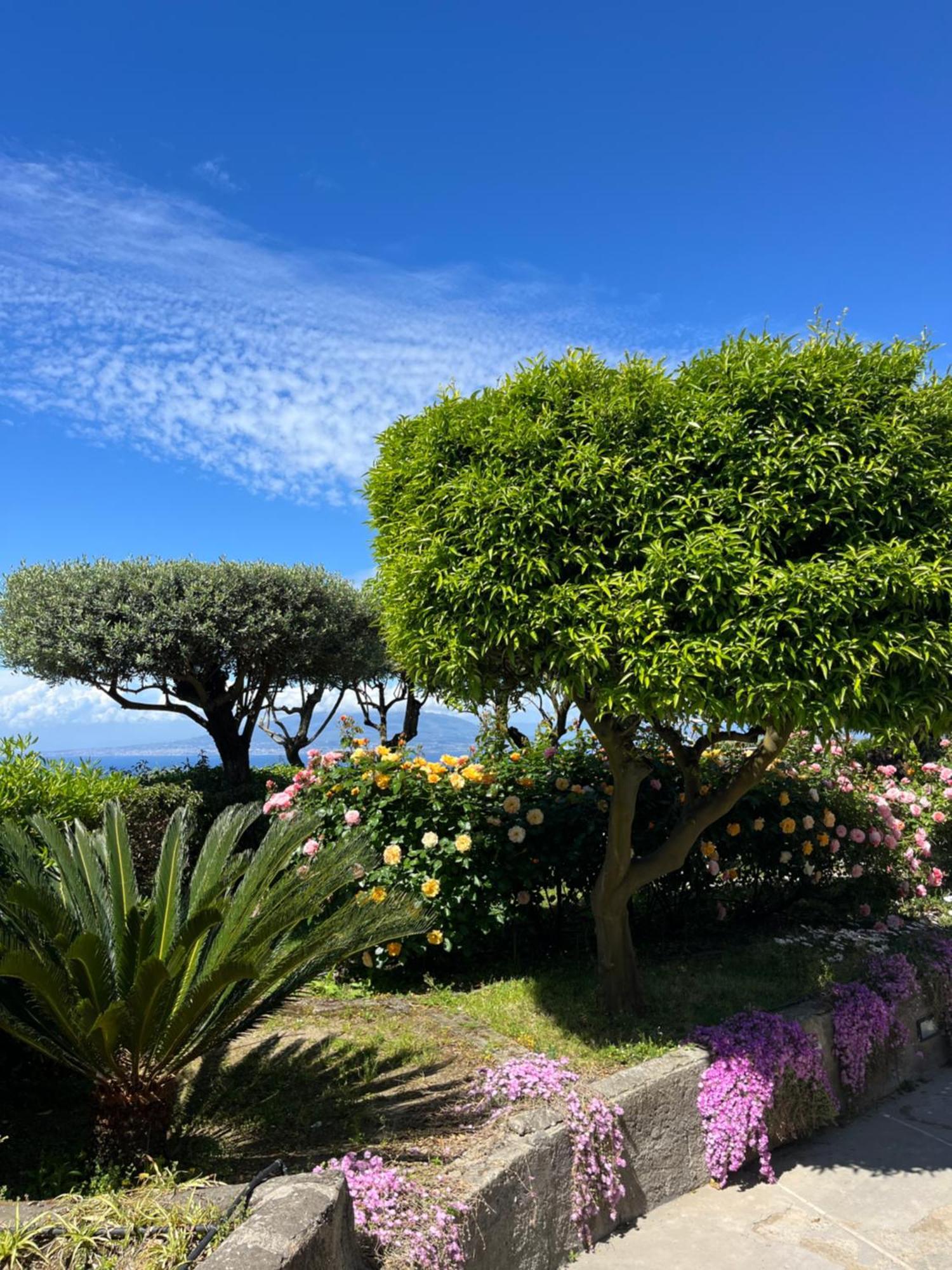 מלון Sorrento Olive Tree Garden מראה חיצוני תמונה